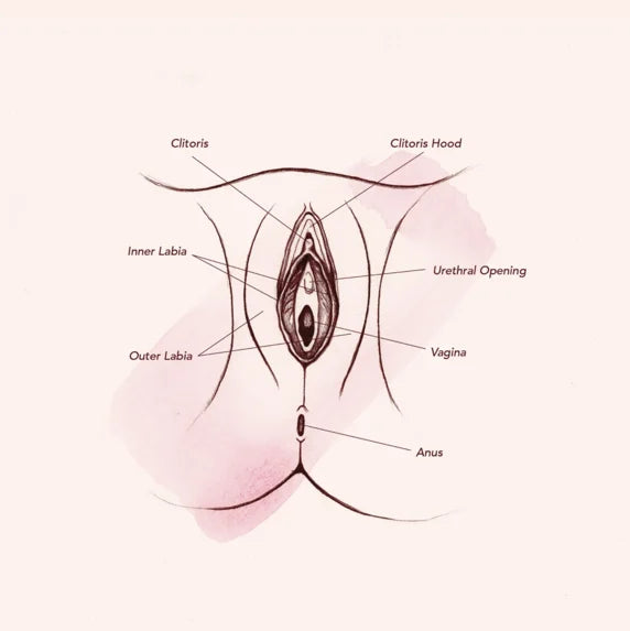 Vagina anatomy diagram