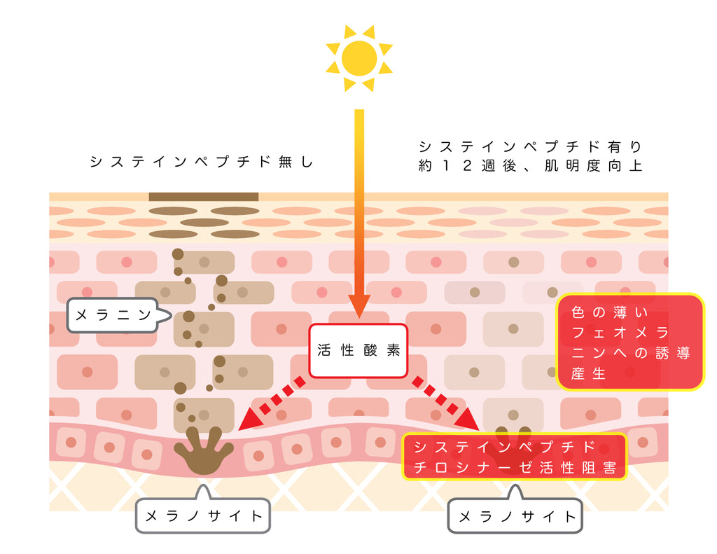 システインペプチド、グルタチオンはシミの原因となるメラニンの生成を抑えます。