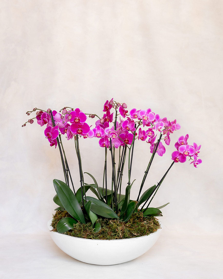 Orquídea viva doble decorada con follajes naturales