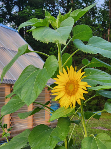 Picture of Sunflowers