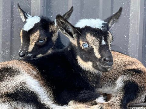 picture of 2 nigerian dwarf goat kids