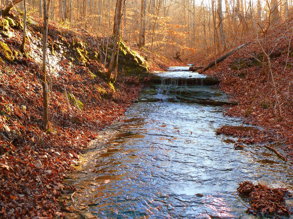 Beaman Park Best Local Hiking Trails