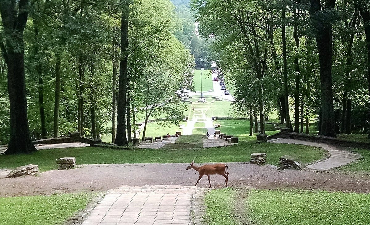 Warner Park deer