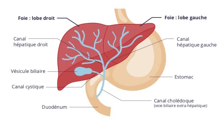 Ventre gonflé et mal de dos ? Causes et Solutions – Phisiocare