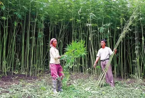 Harvesting hemp in China.