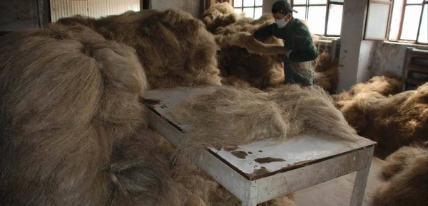 Preparing hemp for the retting process.