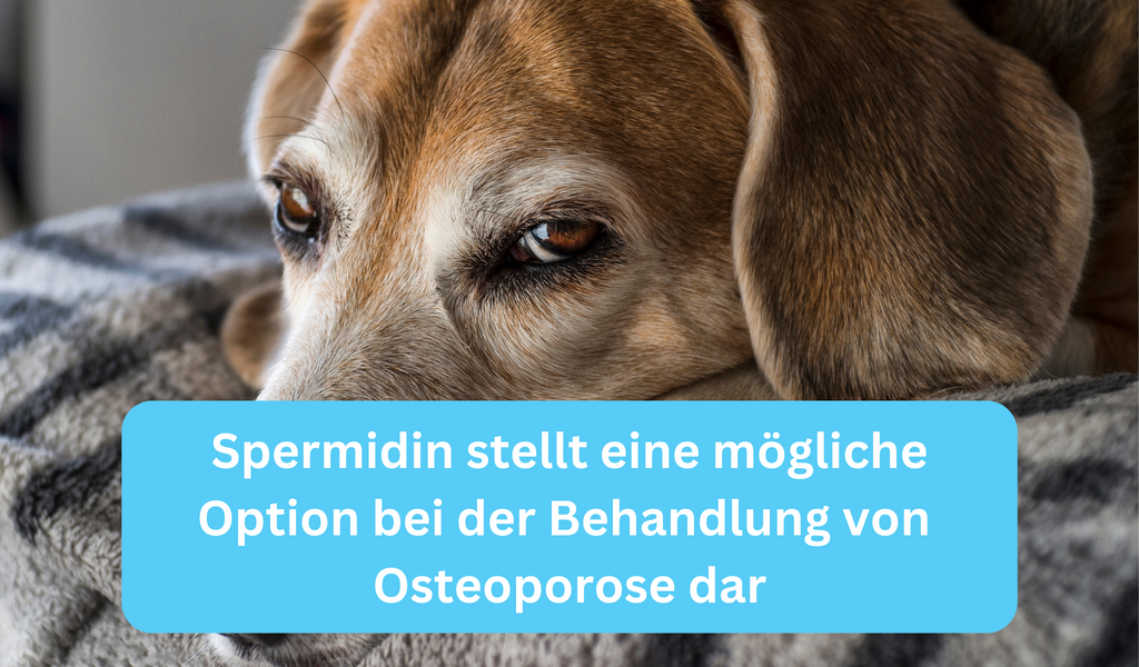 Osteoporose Hund