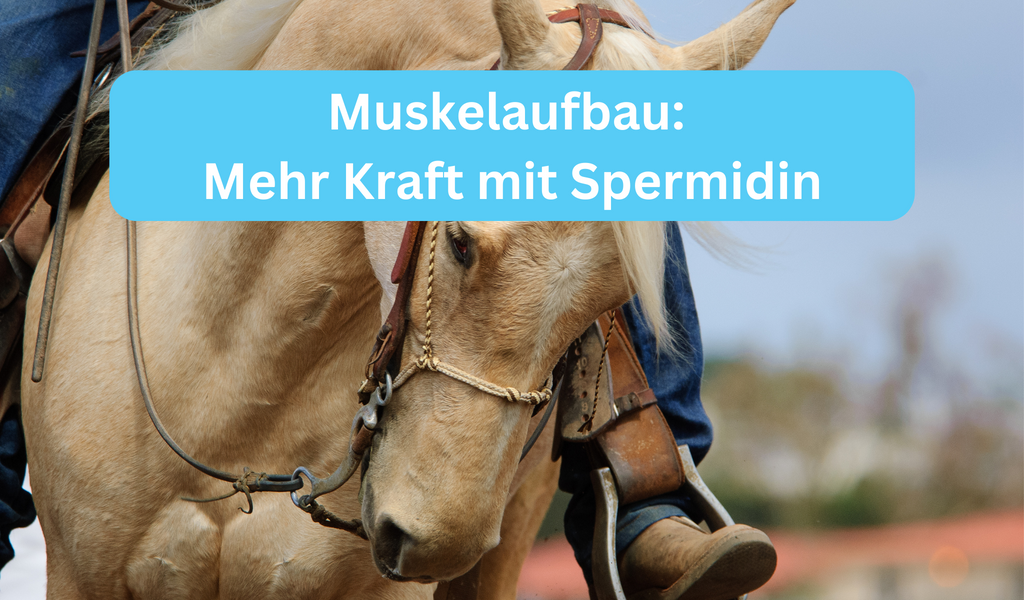 Muskelaufbau Pferd