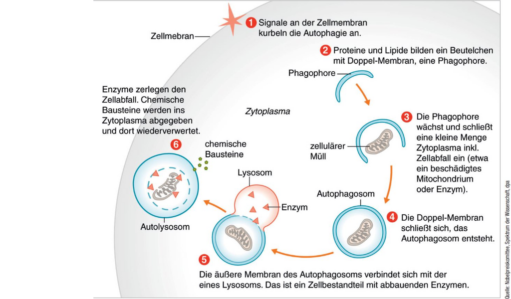 Spermidin