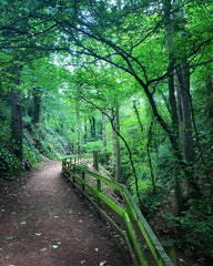 The glen Woodlands, North Berwick