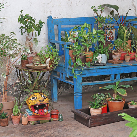 tropical plants in terracotta pots
