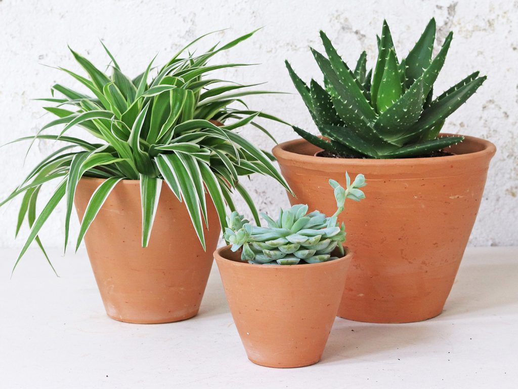 terracotta plant pots