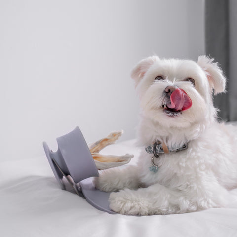 Small white dog looking at the camera with his tongue sticking out, preparing to lick a dog enrichment toy (Trove)