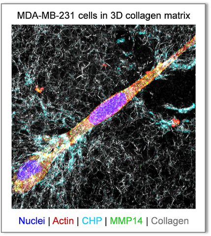 CHP visualizing pericellular collagen turnover