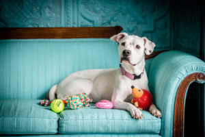 Dog sits in the corner of a turquoise couch, with toys surrounding it, looking inquisitively out in the distance.
