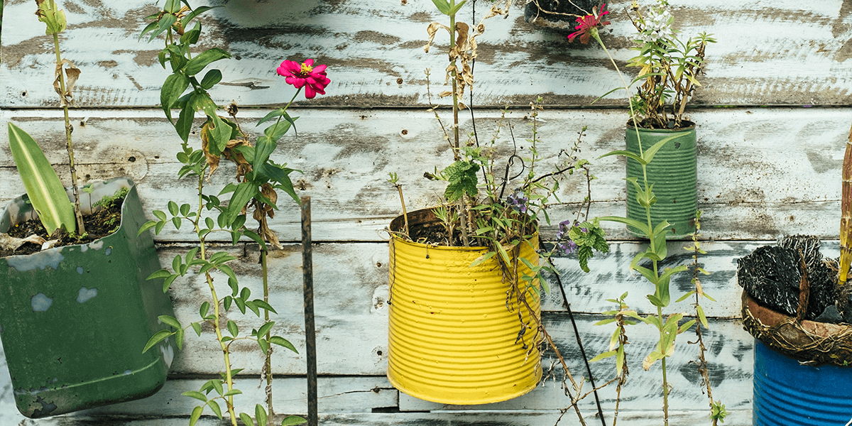 Old buckets as pots for plants