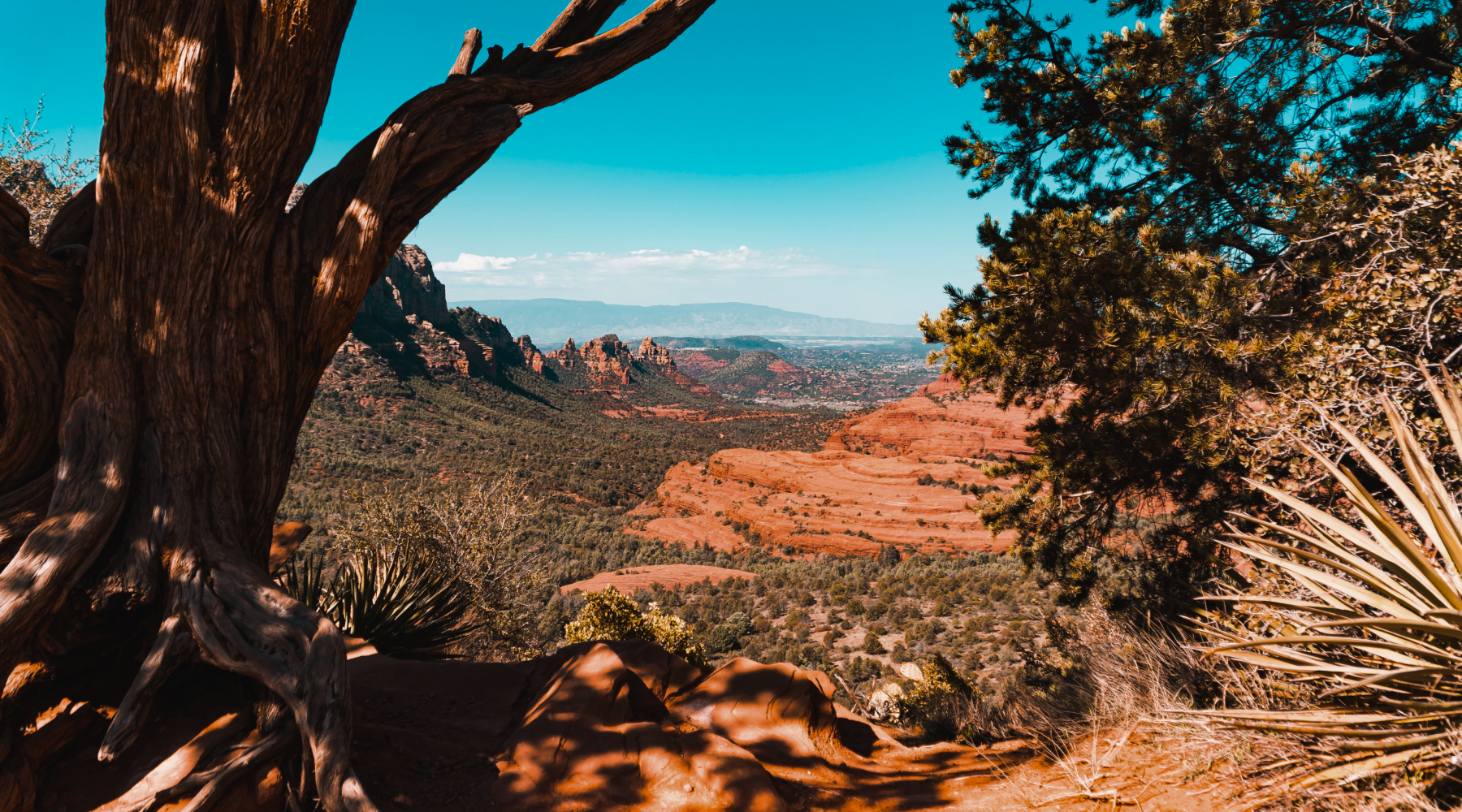Long distance view of Sedona Arizona.  Foreground shows a Yucca plant and pine tree in red soil.