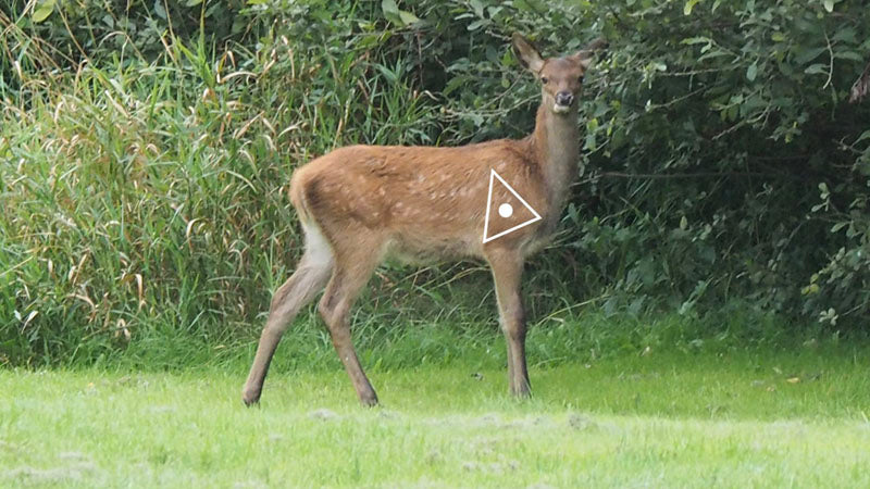 deer shot placement image