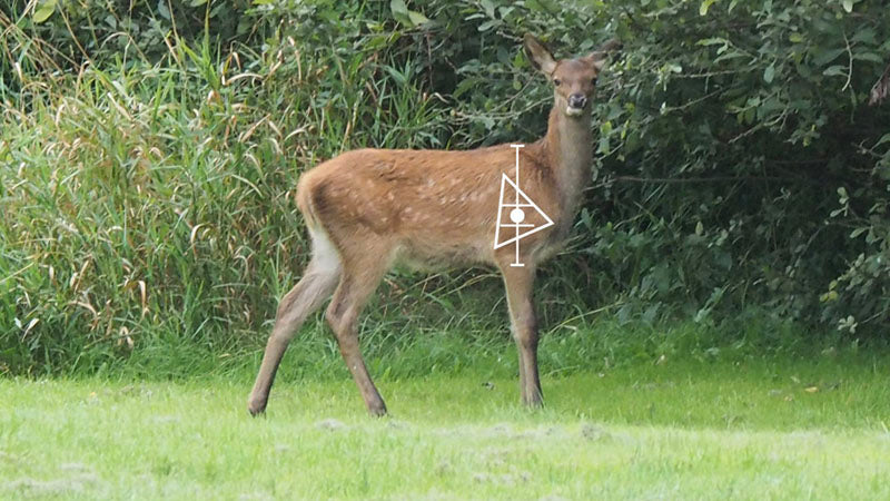 deer shot placement image