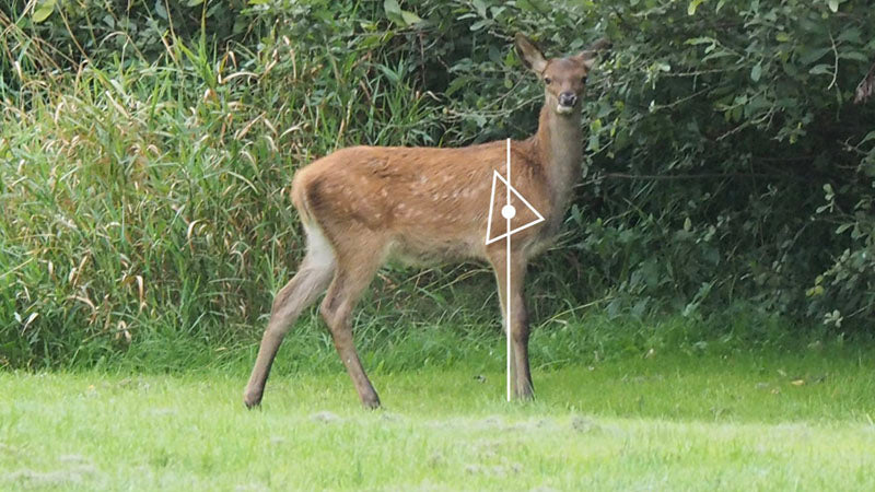 deer shot placement image