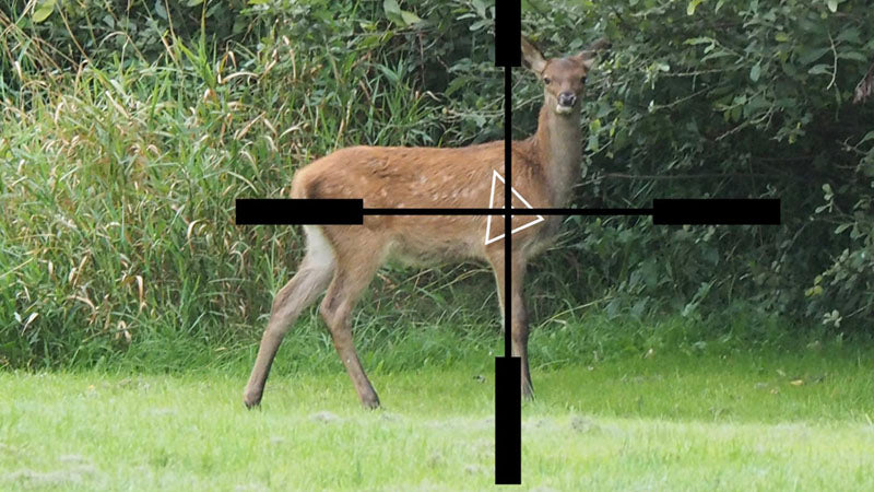 deer shot placement image