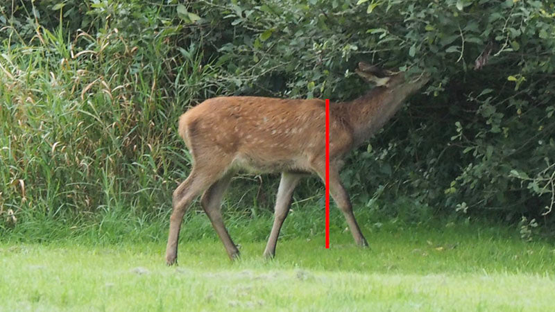 deer shot placement image