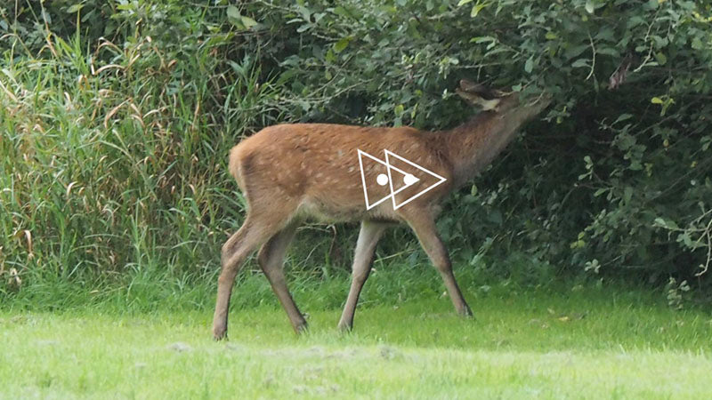 deer shot placement image - two vital triangles