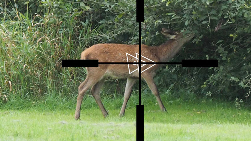 deer shot placement example - crosshairs betwee two vital triangles