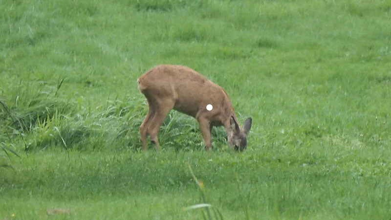 deer shot placement image - aiming point on bunched up deer