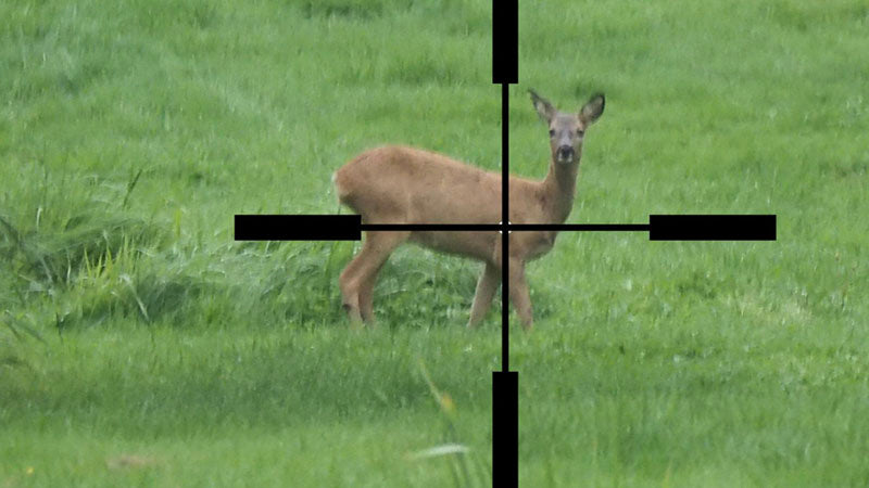 crosshairs on roe deer doe