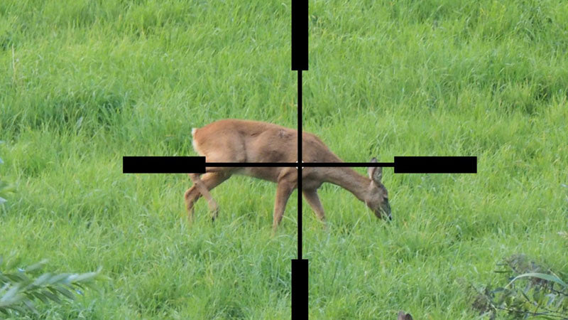 deer stepping forward with crosshairs example