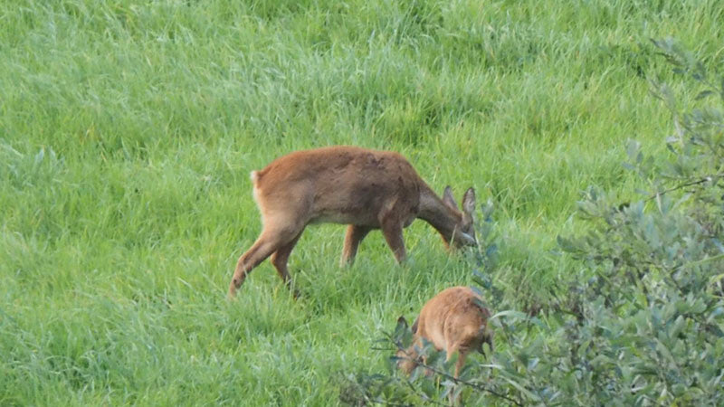 semi-quartering deer