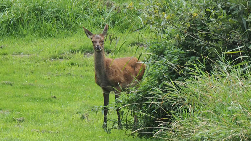 front quartering deer