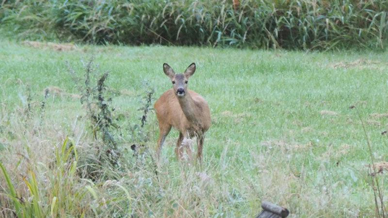 front facing deer