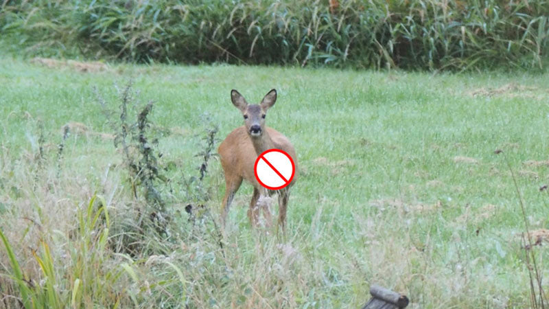 front facing deer - don't shoot