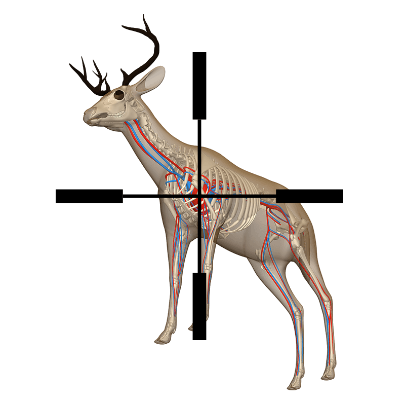 deer shot placement - front quartering, uphill