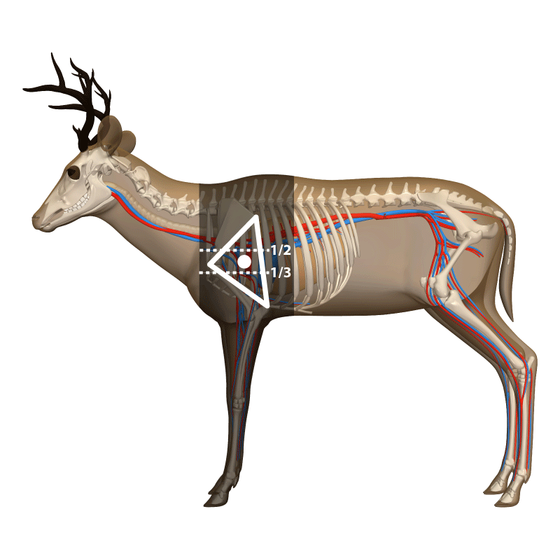deer shot placement chart - come-up