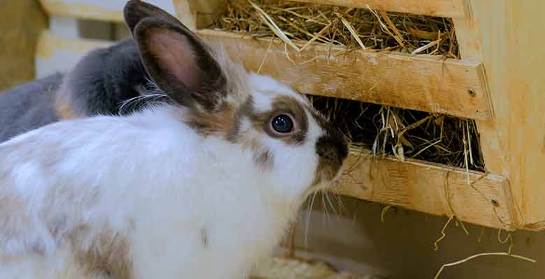 safe foods for rabbits