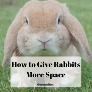 Give your rabbit more space