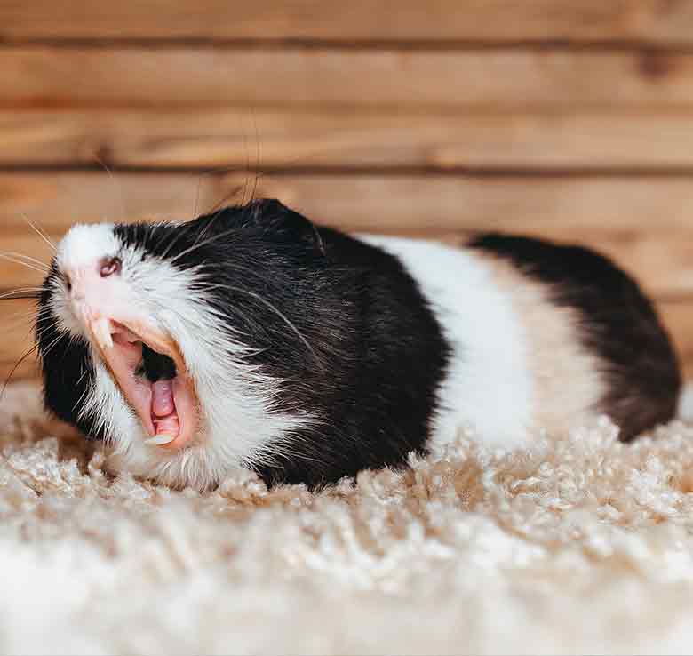 bedding for guinea pigs