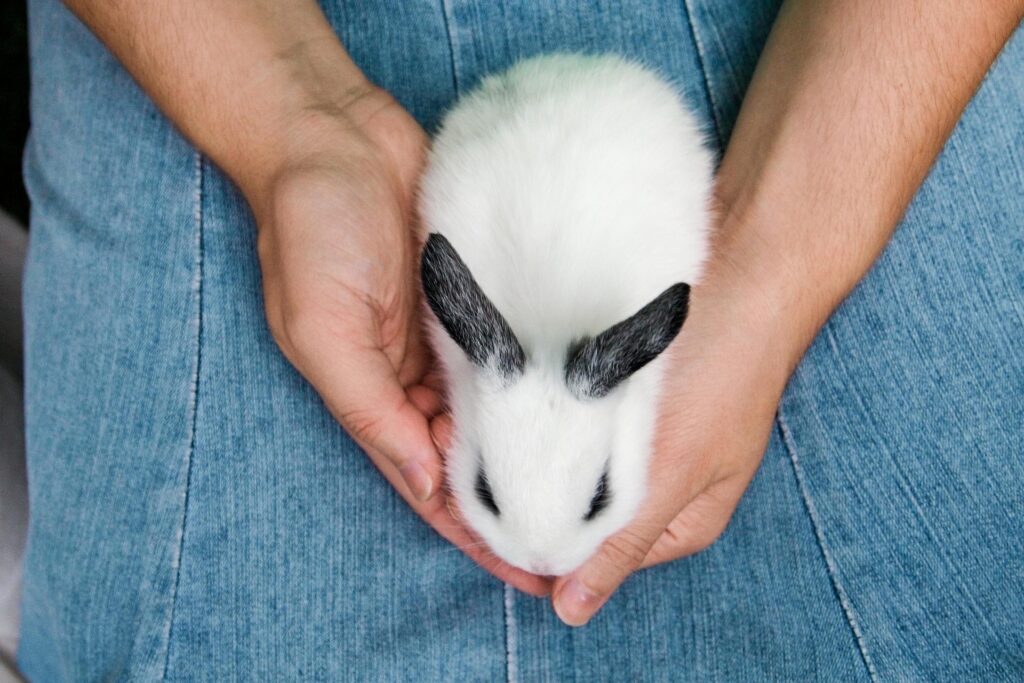 Two hands holding a baby rabbit. Neutering makes rabbits easier to hold.