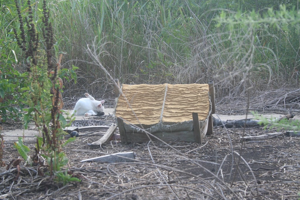 A black and white feral cat cleans its tail while sitting next to a DIY feral cat shelter in the woods.<br>