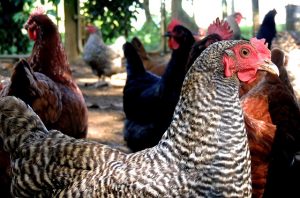 Chicken care tips