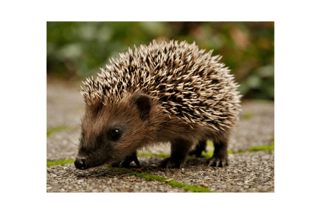 hedgehogs in daytime