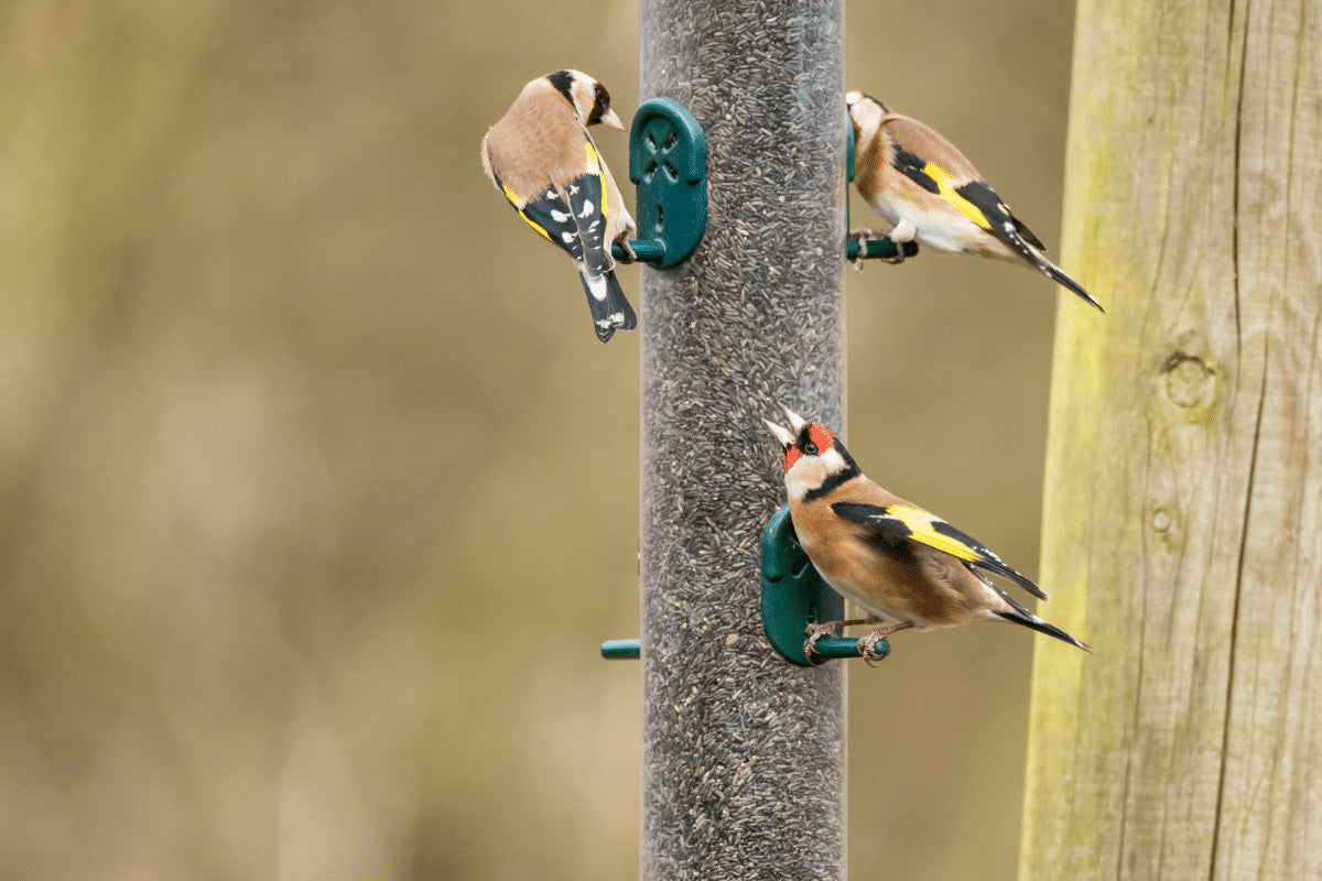 goldfinch and nyger seed