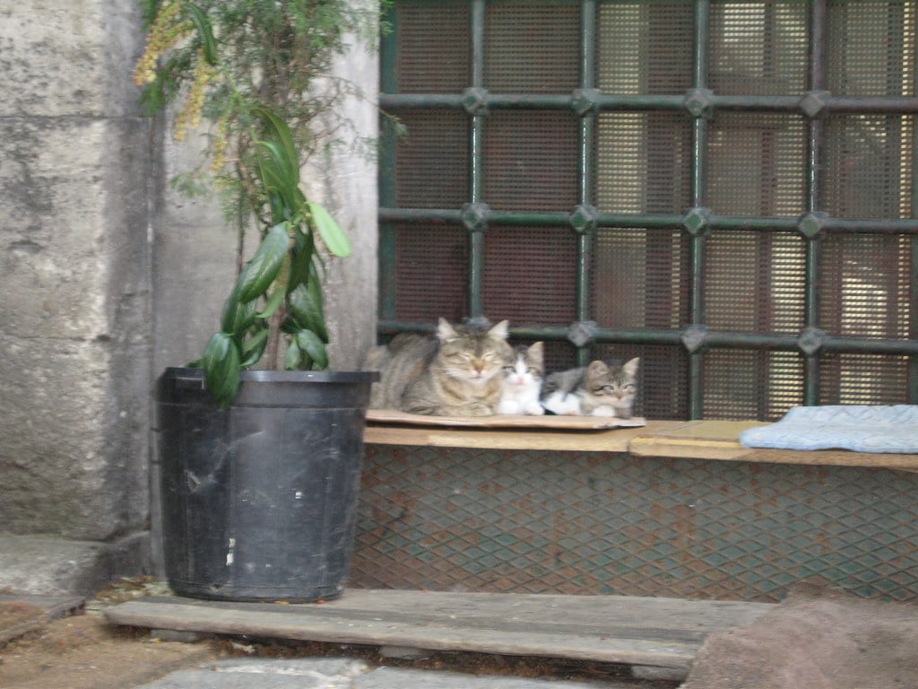 A feral mother cat and two kittens sit on a windowsill outside a house.
