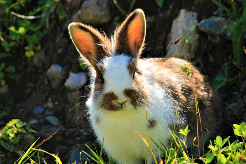 A brown and white spotted rabbit outside, facing the camera, in the sun.