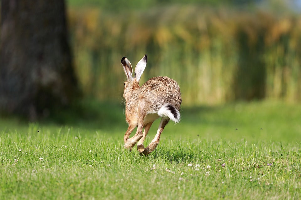 Hare, Long Eared, Rabbit, Wild, Wild Animal, Rodent