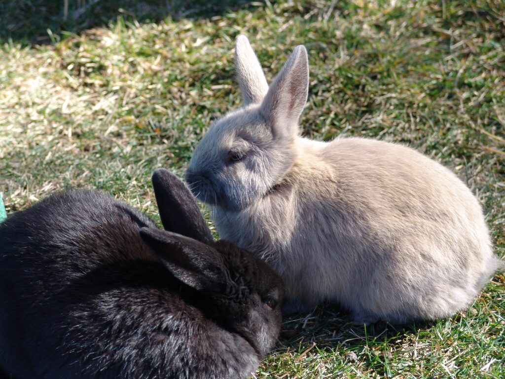 A black rabbit and a brown rabbit sitting close together. Neutering reduces territoriality.