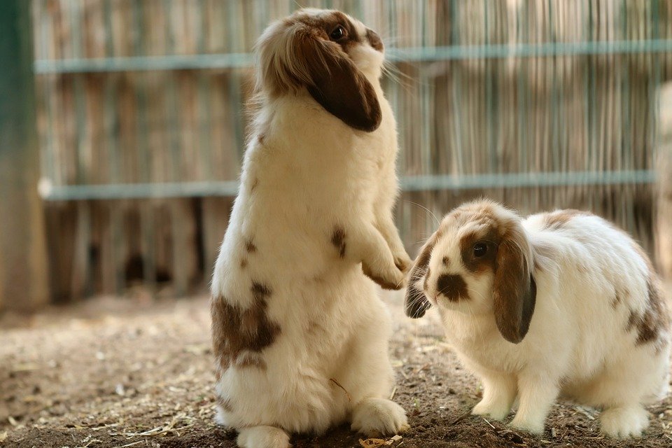 Rabbit, Aries Rabbit, Fur, Hanging Ears, Pets